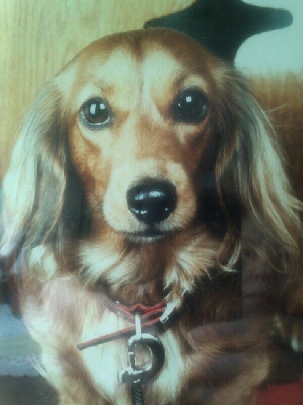 eleganceseiko's profile picture. 