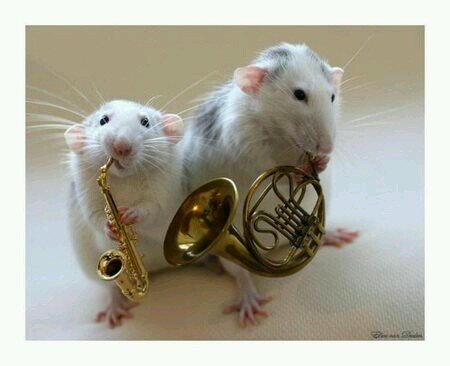 Im just a normal girl that is band obsessed and strives to inspire others. And most of all, not be forever alone.