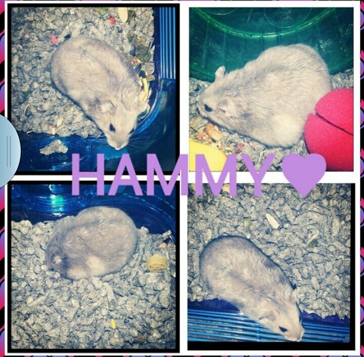I'm hammy the hamster, owned by @kkatiereed5 I'm spolied rotten.♥. follow me ill follow back #PinkyPromise #IG: hammy_reed12 #twitter- @katelynshamster