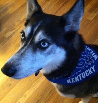 Big UK fan, Husky, Tala. Love to draw, interested in all mediums, read, softball, golf, as well as watch my beloved Cats.