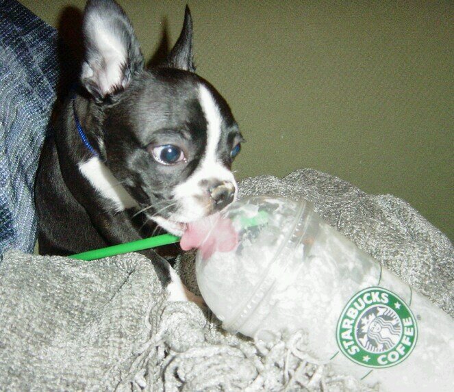 I'm a sweet Boston Terrier who adores blankies and my human @jdreamsawake. Join my adventures of snorting, licking, & snuggling! http://t.co/FQlfkySRkb