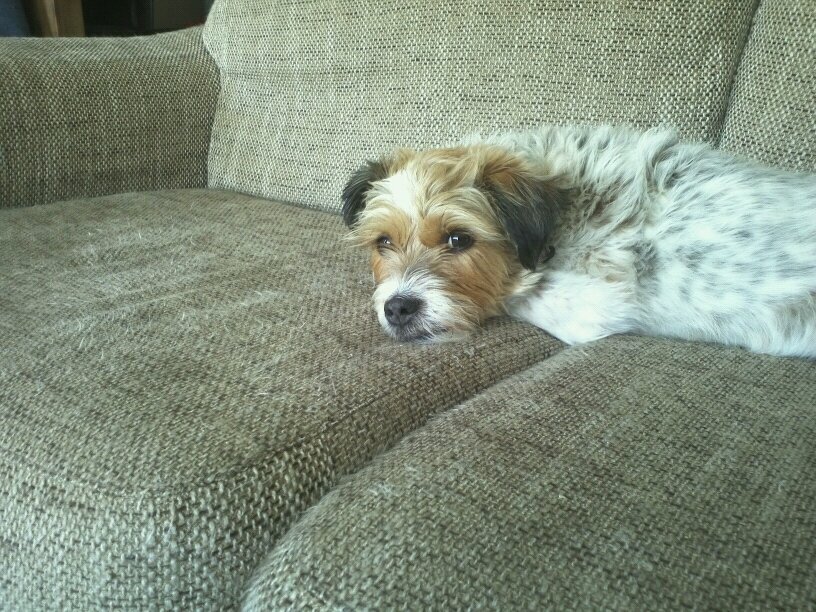 DaanvanRossum1's profile picture. hahaha