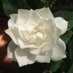 gardenyaz (@gardenyaz) Twitter profile photo