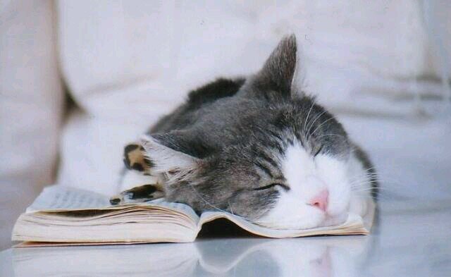 猫好きに悪いやつはいない/最高学歴w