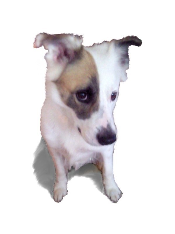 Shiva, Geschichten und Abenteuer mit ihren Freunden. Auch du kannst ihr Freund werden und Abenteuer miterleben. Blogger gesucht