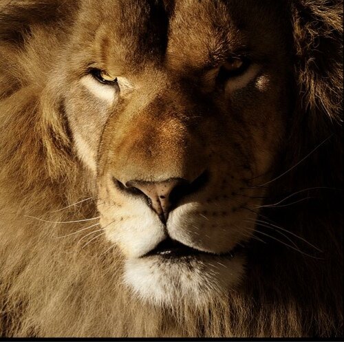 Crafterrus's profile picture. 