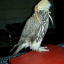 محمد العنزي (@021Hmoooib) Twitter