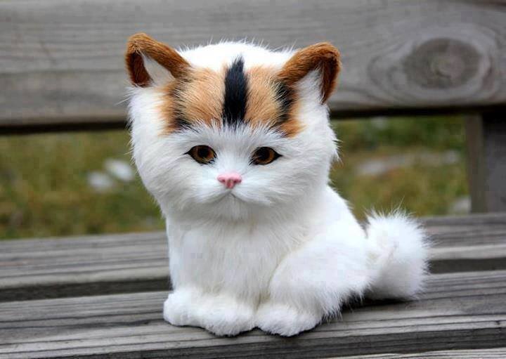 Meow!
