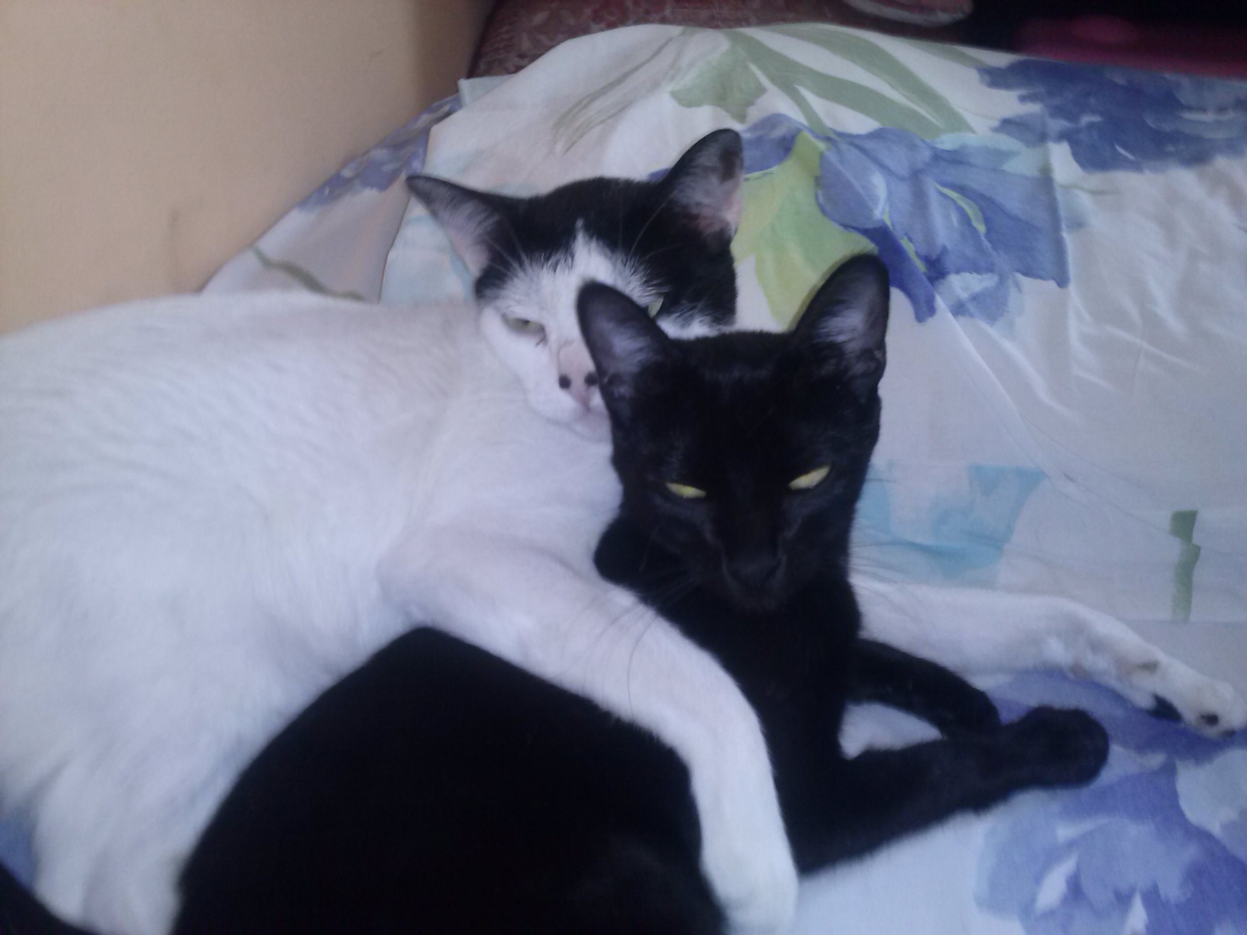 Direito, Arquitetura e gatos.