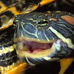 Punk Rock, Anarchy, Basking in the Sun, Doing turtle stuff
