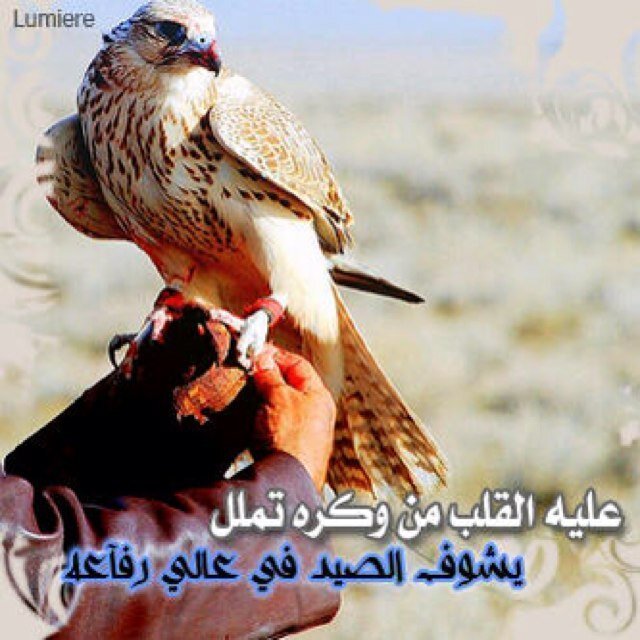 مرحـــــبا بكــــم في صفحـتي