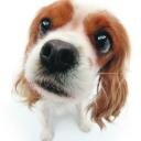 Amazing Dogs - enjoy my twitter related to dogs. Best pictures, stories, both funny and scary. Follow me and be informed!