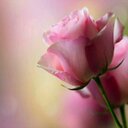 h (@00hodhod) Twitter