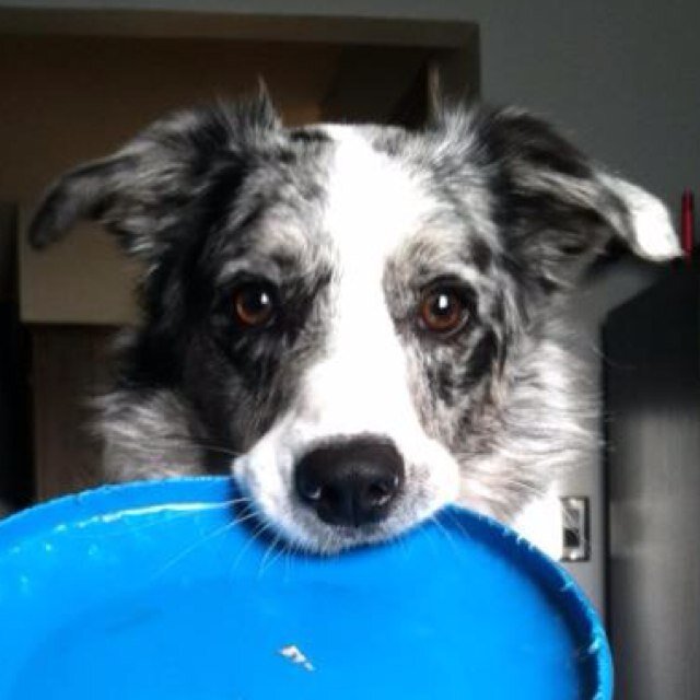 Border Collie knight of the north living with @eidelonn & @thehadou; Noted Ball-Slayer, Champion Snuggler. Protector of Lady Týra