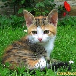Calico tom. Im in Snowclan, im 6 moons old and i have amnesia. mother: @warriorkit12 father: @iceheart1234 crush:none