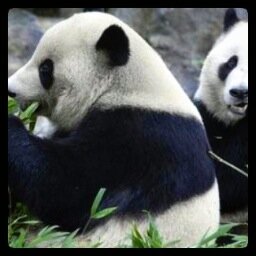 Panda family with son Tian Bao living in a place called 'Paradise'. Looking forward to meeting our followers. Sharing some bamboo and excitement.