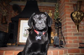 ddg1towers's profile picture. ambassador for Nala Dog Rescue.