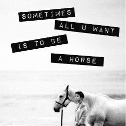Sometimes all you want is to be a horse #jeweetdathettreuis x