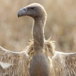 EVPRainbow's profile picture. We are the Erotic Vulture Power Rainbow and we are going to kick Scavenger Hunt ass!  CA CAW!! #cacaw