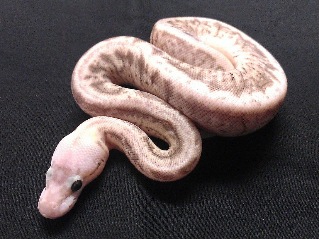Cincinnati's premiere reptile related specialty shop. Specializing in ball python morphs, boas, feeders and much much more!