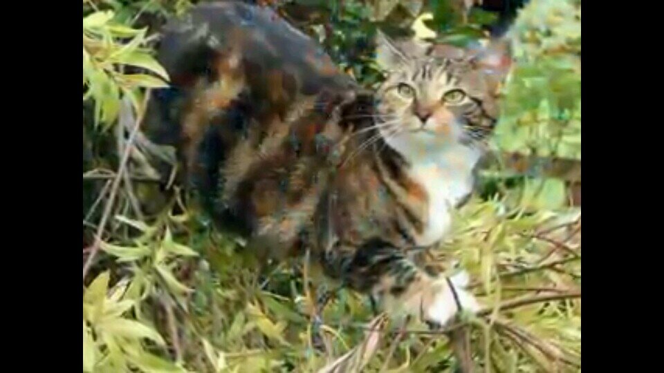 calico cat w/ blue eyes [Mate: @Death_of_Lc] [Clan: LightningClan] [Kits: CheetahKit, SilverSky, DawnShine, , MousePaw, SunKit] [Theme: Behind these hazle eyes]