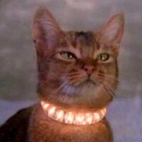 Jesus Cat (@jeebus_cat) 's Twitter Profile