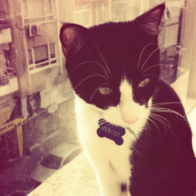 Kedisiz bi' hayat yaşanmaya değmez. / A life without cats is no worth living.