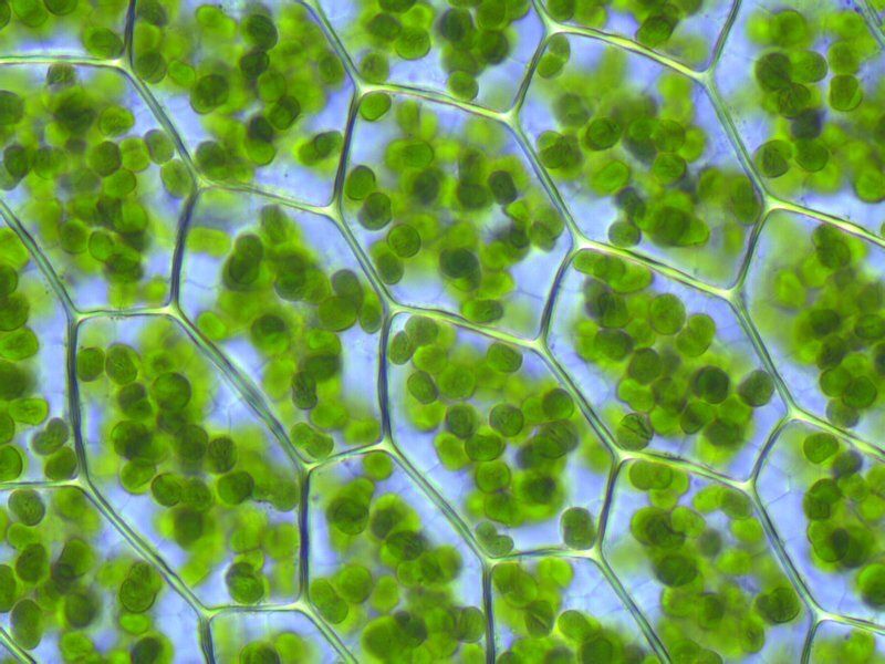 Loves to make food for plants #Vote4Chloroplasts

Tweets by Casey end with -c
Tweets by Shanav end with -s