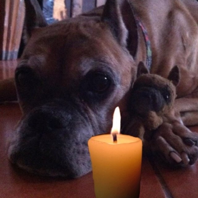 Jessie went peacefully OTRB 11/30/12 at 12 yrs, 3 days old. Forever in our hearts. Please follow my little sis @SammyTheBoxer to keep in touch.