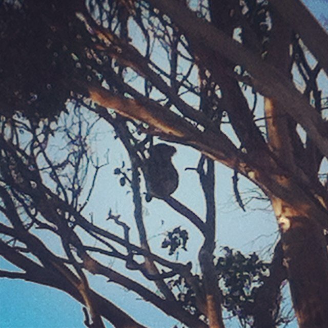 DontTrustaLama's profile picture. 