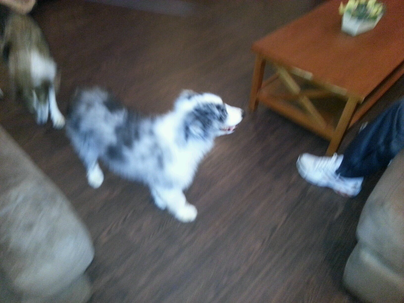 roodog96's profile picture. love the bears like soccer Cubs fan