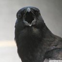 Mama Bird (@01blackbird) Twitter