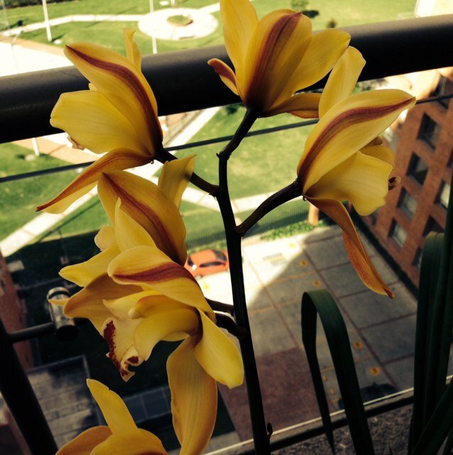 petisahoppy's profile picture. 