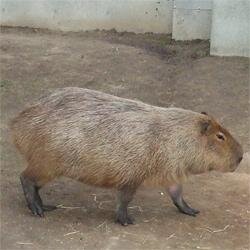 どもネットウヨです。
戦前は戦争讃美し軍の犬、今度は隣国の中国が強いからおもねり中国に有利なように記事を書く、戦後の記者は記事に書くぞと旅館や大衆食堂で民衆脅してタダ飯を食い、金せびる。全く新聞紙・新聞記者等と言うものはろくなもんじゃない