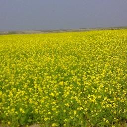 mahfuzsalman1's profile picture. 