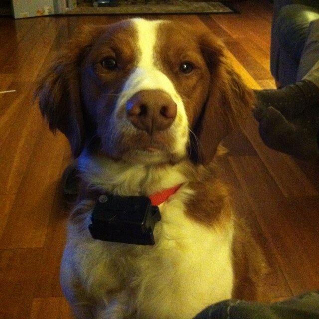 Life is ruff