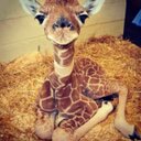 Amanda Oliver - @amandatpot - Twitter