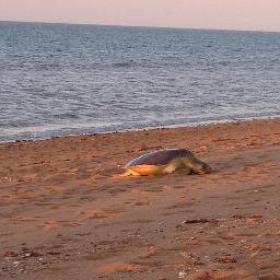 Environmental Association in Port Hedland dedicated to the welfare of the natural environment and educating the community. We also love our Flatback sea turtles