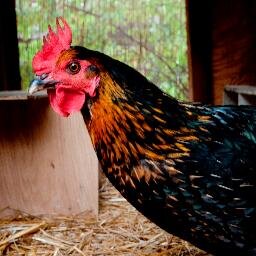 Hands-on sustainable farming education for the Claremont Colleges and wider community. Open M-F 4-7 for visitors!