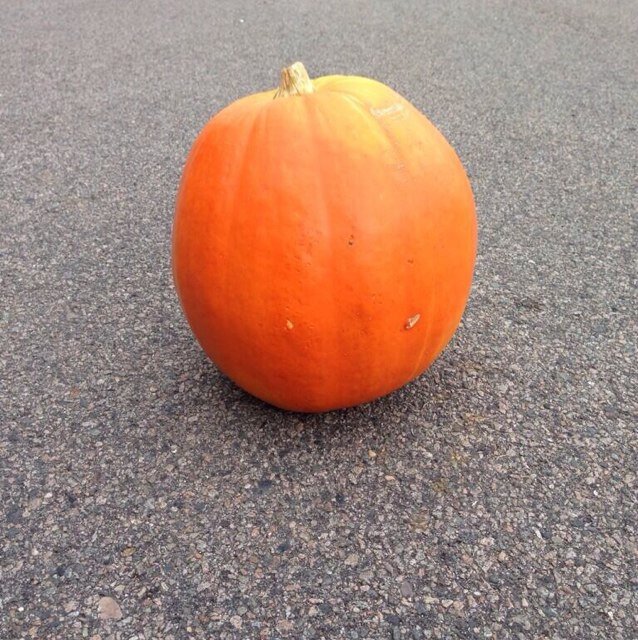 Just a pumpkin living the dream