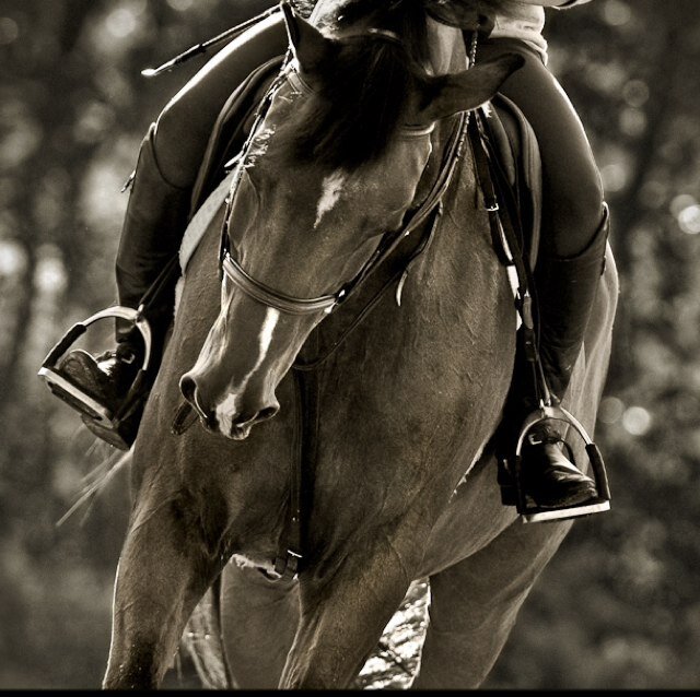 HighLifeEq's profile picture. Turn off your mind and go with the flow. Horses and EDM saved my life. #PLUR #BassHead #EDM #Raver