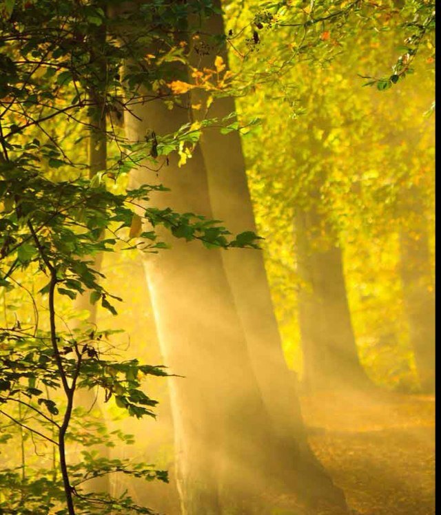 ssbrain29's profile picture. 