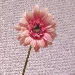 funwari_happpy's profile picture. 人生は、しあわせになるためにある。  ❤毎日しあわせ❤みはる@harhumba42 のつぶやき集。  毎日しあわせになれることばの魔法❤ https://t.co/YeDmpb0xH5