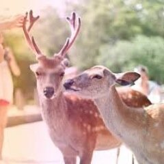 StagSweethearts's profile picture. Tell me your sweetest staggy secrets that you are too scared to share, and this Mama Stag will spread them for you.