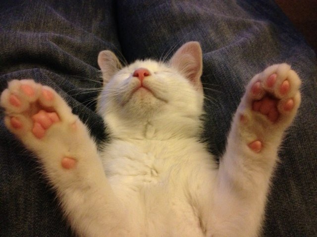 Thoughts of a cat mad, cheese loving, MCFC supporting, Glee obsessed, P!nk adoring, hat wearing, cake baking, hard working, slightly mental lezza Say Hi! =^..^=
