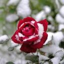 Ayşe yaşar şen (@0571aye) Twitter