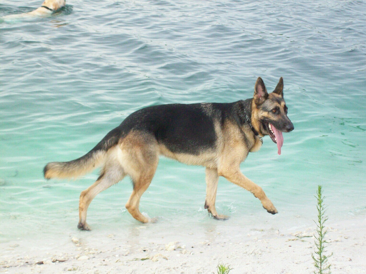 Memorial page to Brooklyn the Planet Champion Phoenix... An amazing spirit manifested in canine form rescued 1/14/11 to 5/29/12 Dearly Departed... forever loved