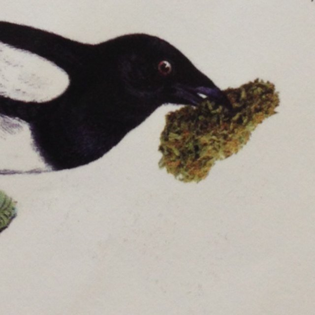 doughsheedy's profile picture. 