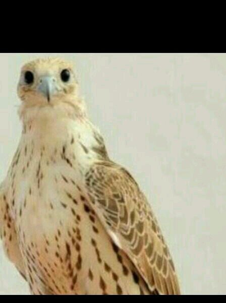 ‏‏‏‏‏‏ارحم من  في الارض  -/ يرحمك من في السماء