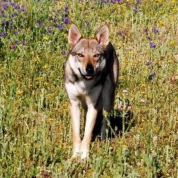 Alkamar. Amantes del Perro Lobo Checoslovaco. Proyecto de Cria familiar para 2015. Salud , Caracter y Belleza. Kodak Dharma Wolfmother.